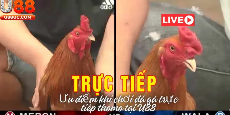 Ưu điểm khi chơi đá gà trực tiếp thomo tại U88